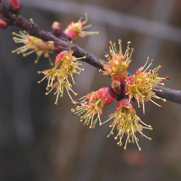 Red Maple Flowers