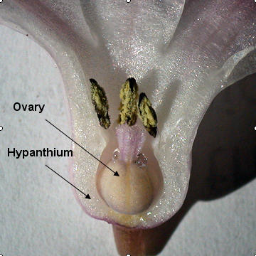 Perigynous flower