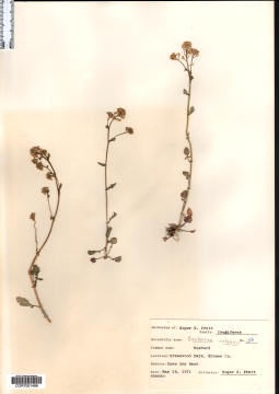 Damaged herbarium sheet