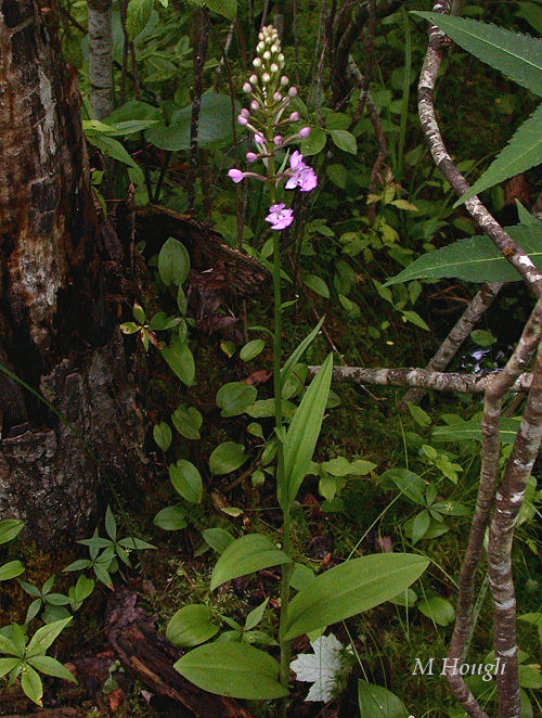 Lesser purple fringed orchid