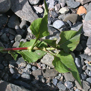 Polygonum nepalense leaves