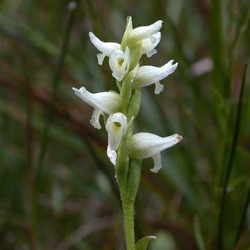 Hooded ladys tresses