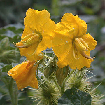 Solanum rostratum flowers
