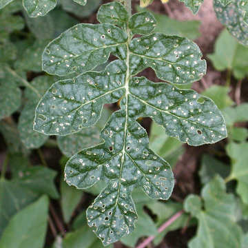Solanum rostratum leaf