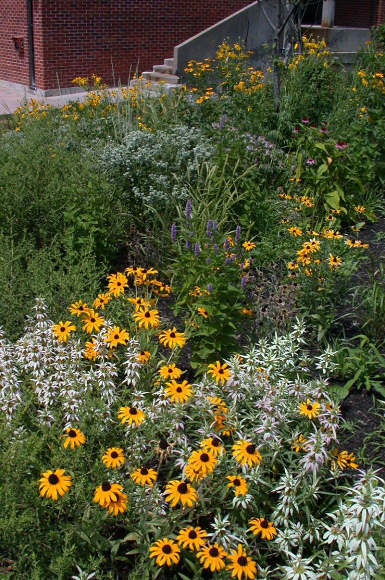 North American Native Plants « Botany Blog