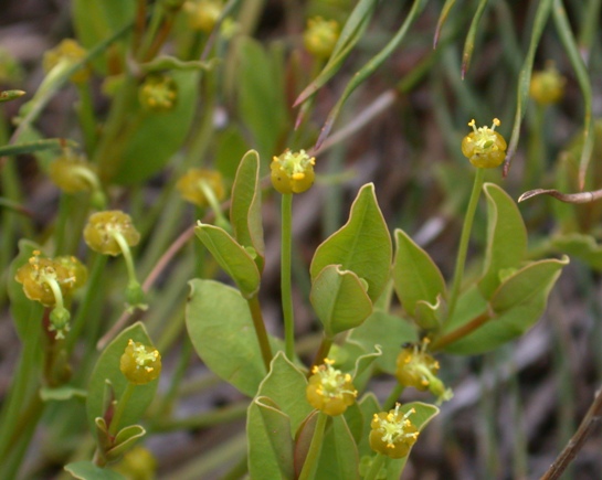 Euphorbia_ipecacuanhae