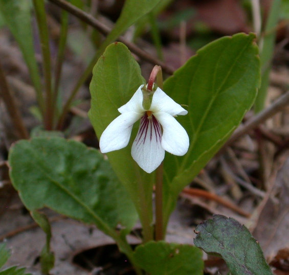 Viola_primulifolia