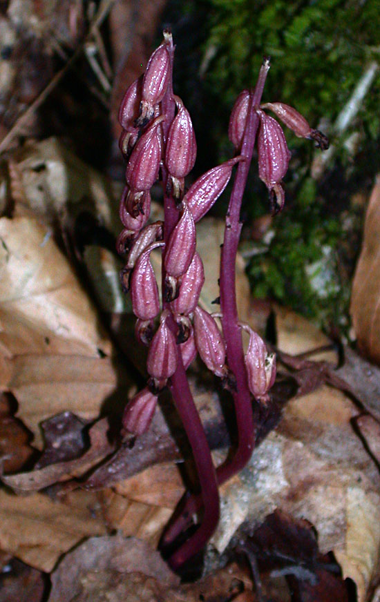 Western_spotted_coralroot