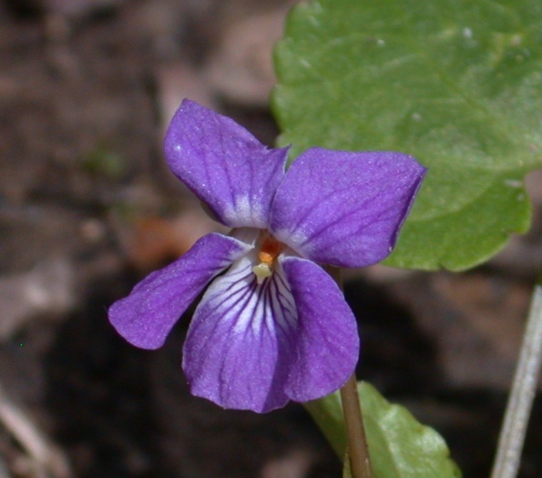 Rhode Island State Flower– Blue Violet - SnapBlooms Blogs
